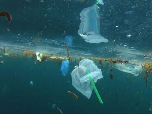 Can banning plastic straws really save the ocean? No. But we should ban them anyway.