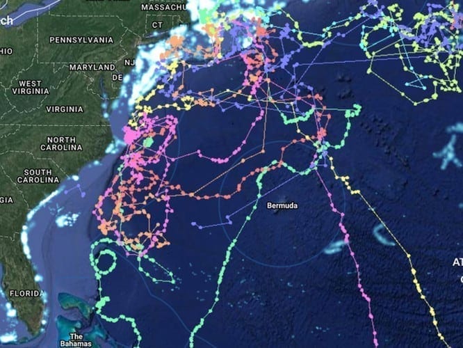 Overfishing is decimating sharks. This map shows where sharks and fishing boats cross paths.