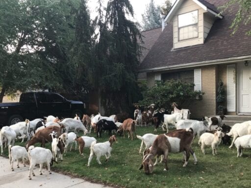 Here are some goats wreaking havoc on a Boise neighborhood