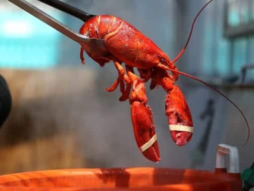 Is there a humane way to boil lobsters alive? One woman thinks it’s by getting them high.