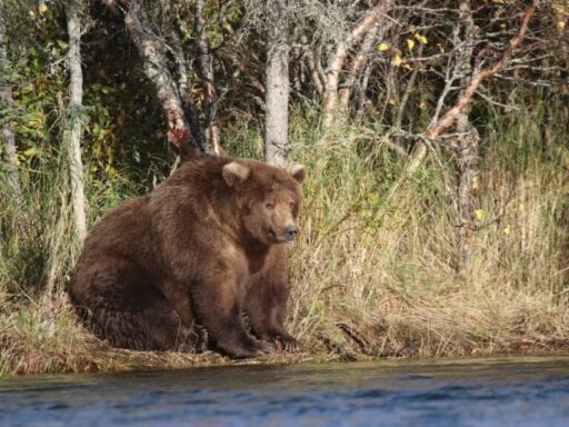 A national park in Alaska wants you to vote on their very fattest bear