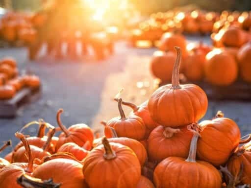 On Instagram, there’s an influencer for everything. Even pumpkins.