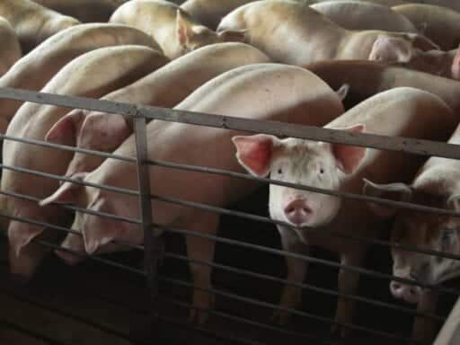 A Novocaine shortage in the UK is affecting an unexpected group: farm animals