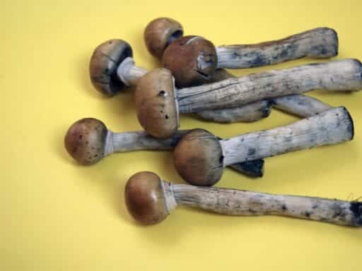 Denver just voted to decriminalize psychedelic mushrooms
