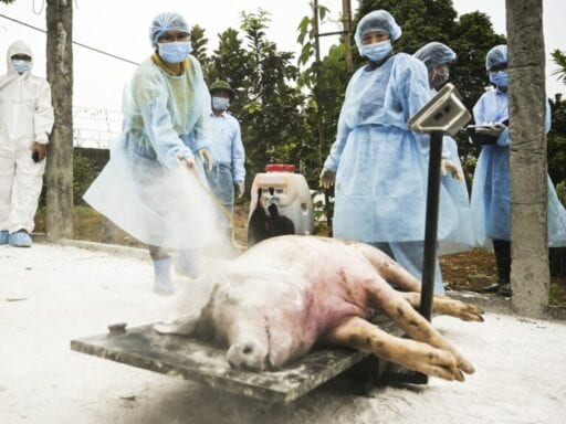 “Pig Ebola” is spreading uncontrollably in China and Vietnam