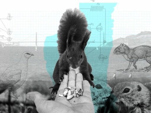 How a Bay Area ban on feeding squirrels and birds ended up saving their lives