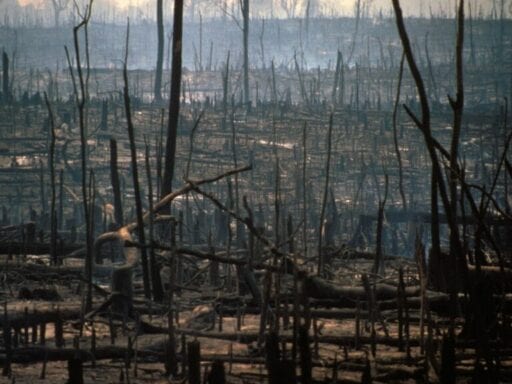 Vox Sentences: The Amazon is burning