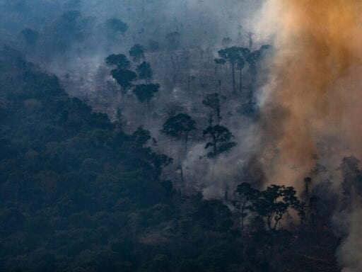 People have donated millions to fight the Amazon fires. Will the money help?