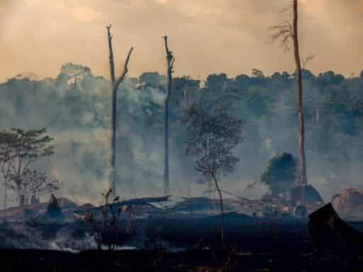 Why it’s been so lucrative to destroy the Amazon rainforest