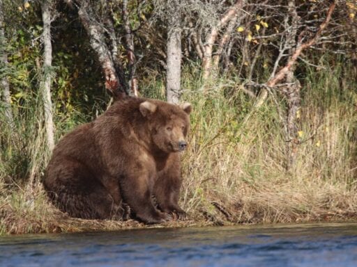 Fat Bear Week 2019: Choose the fattest brown bear in Katmai National Park, Alaska