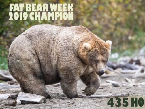 Fat Bear Week 2019: Holly is the fattest brown bear in Katmai National Park, Alaska