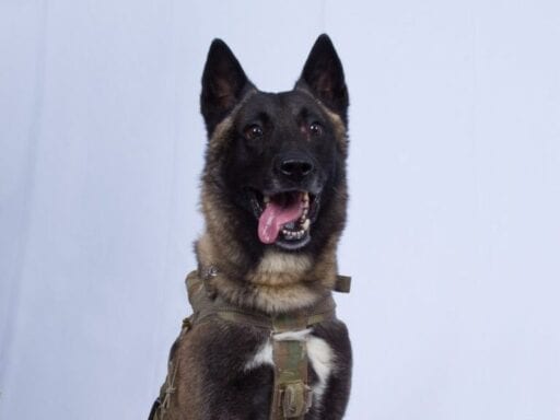 Here’s the US military dog that helped take down ISIS leader Baghdadi