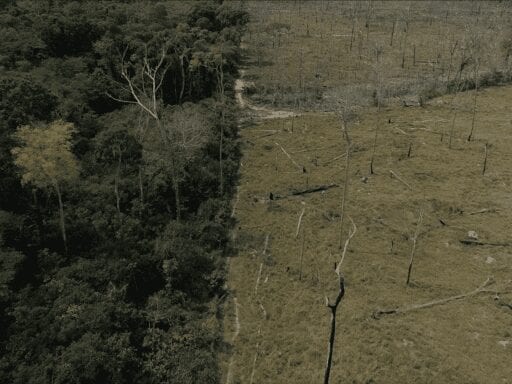 The Amazon rainforest is in trouble. Again.