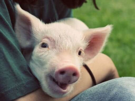 An easy way to make piglet lives better