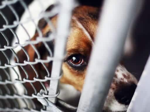 Animal cruelty is now a federal crime