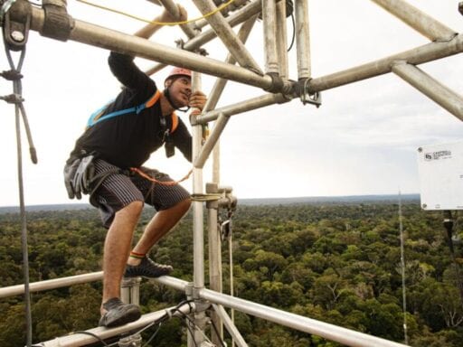 Supertrees: Meet the Amazonian giant that helps the rainforest make its own rain