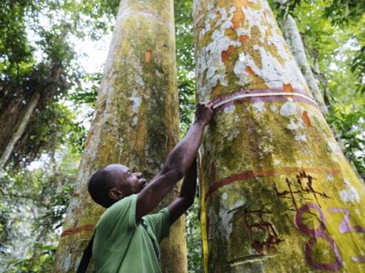 Supertrees: Meet Congo’s caretaker of the forest
