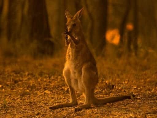 An Australian ecologist explains just how bad the fires are for wildlife