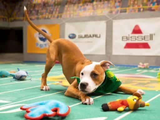 The Puppy Bowl, explained