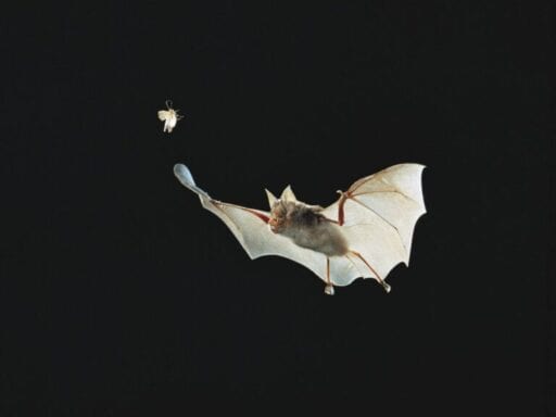 “This is not the bat’s fault”: A disease expert explains where the coronavirus likely comes from 
