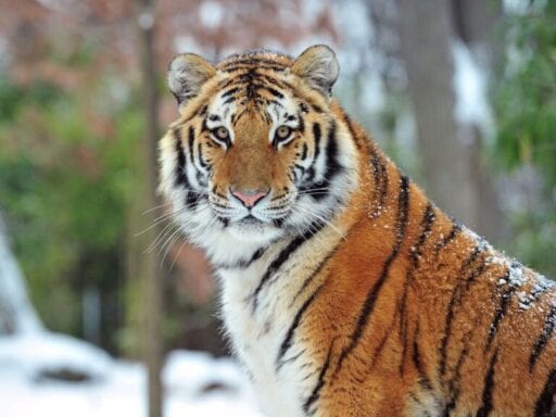 What we know about the tiger with Covid-19 — and how the disease affects other animals