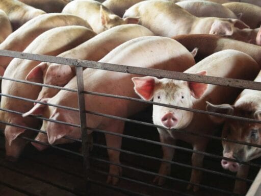The closure of meatpacking plants will lead to the overcrowding of animals. The implications are horrible.