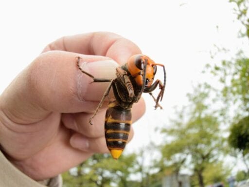 The Asian giant hornet, a.k.a. the Murder Hornet, has arrived. Bees beware.