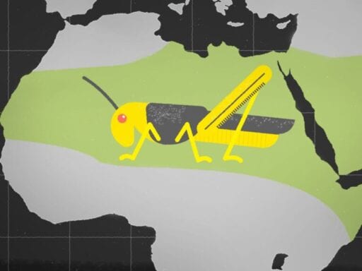 Why locusts are descending on East Africa