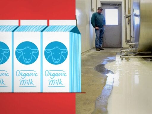 Why American farmers are throwing out tons of milk