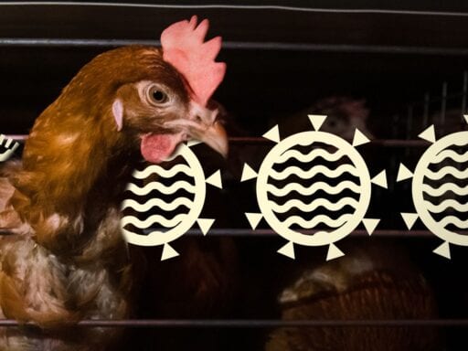 The next pandemic could come from factory farms