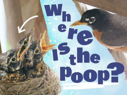 Why bird nests aren’t covered in poop, explained to kids