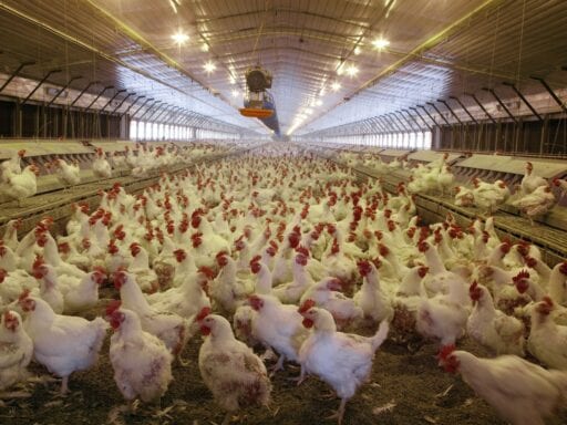 Growing chicken is big business. So why are many farmers forced into debt they can’t pay off?