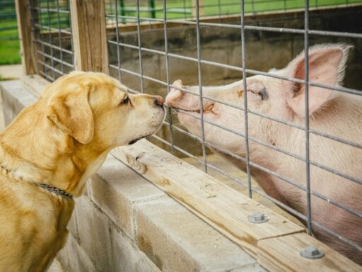 Pigs are as smart as dogs. Why do we eat one and love the other?
