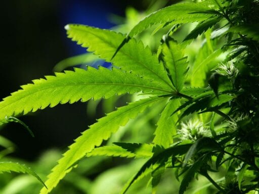 Vermont legalizes marijuana sales