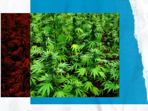 2020’s marijuana legalization ballot measures, explained
