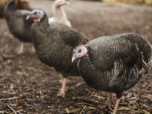 What will Thanksgiving look like this year? We asked a turkey farmer.
