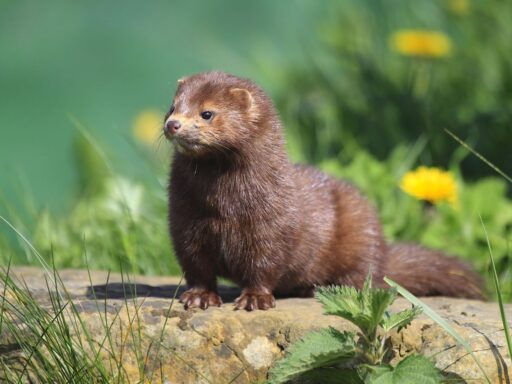 Minks are transmitting Covid-19 to humans. Don’t blame the minks.