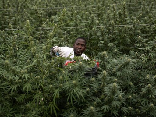 The UN now says medical weed is a less dangerous drug