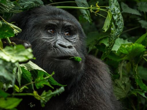 Mountain gorillas are distancing, too — from humans