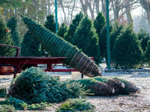 How Christmas trees are made, explained by a tree farmer