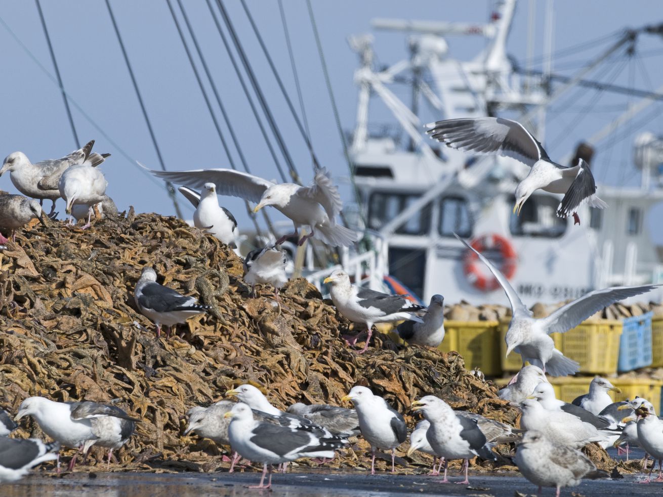 The surprise catch of seafood trawling: Massive greenhouse gas emissions