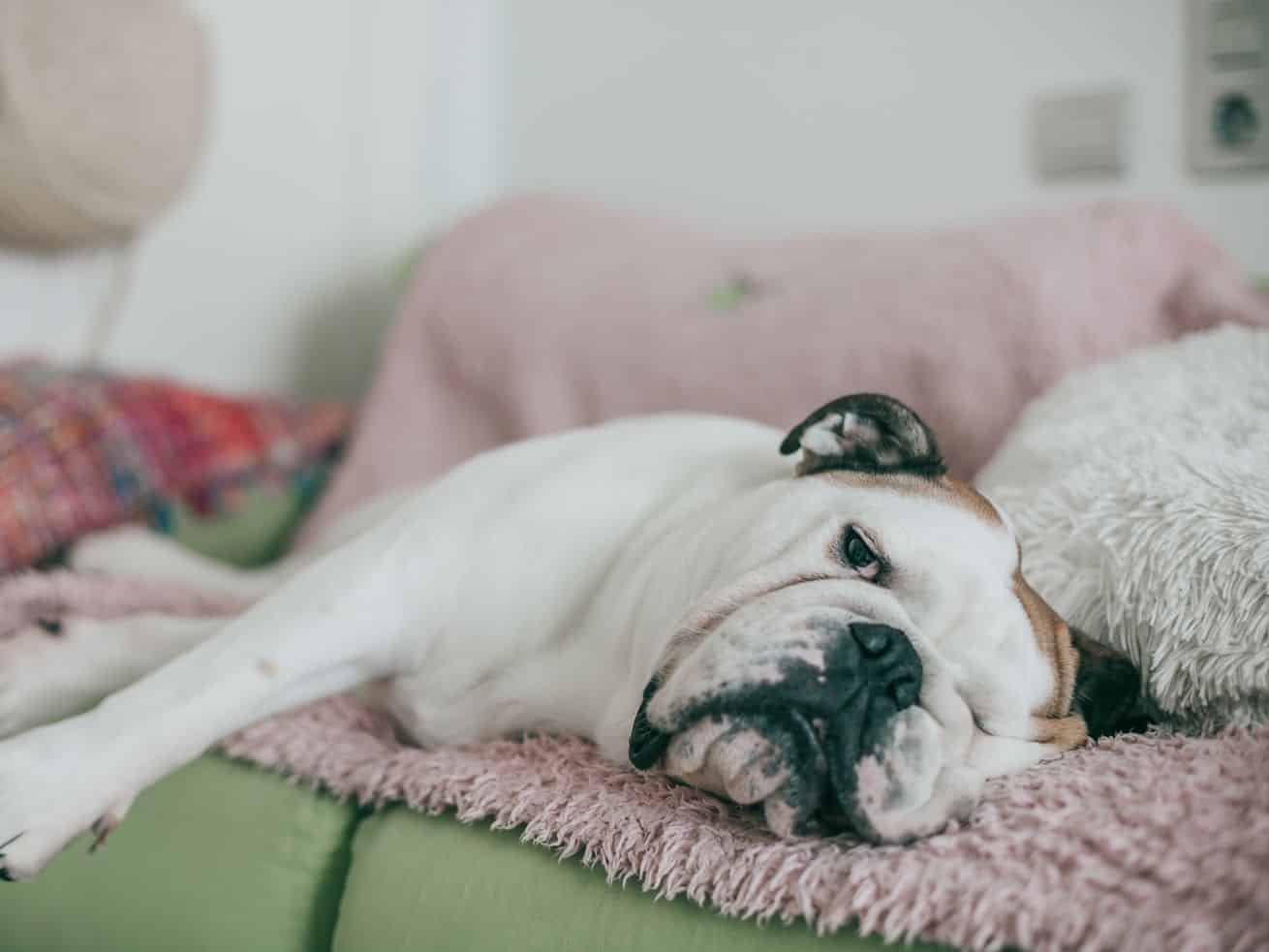 Our pets are anxious. Is CBD the answer?