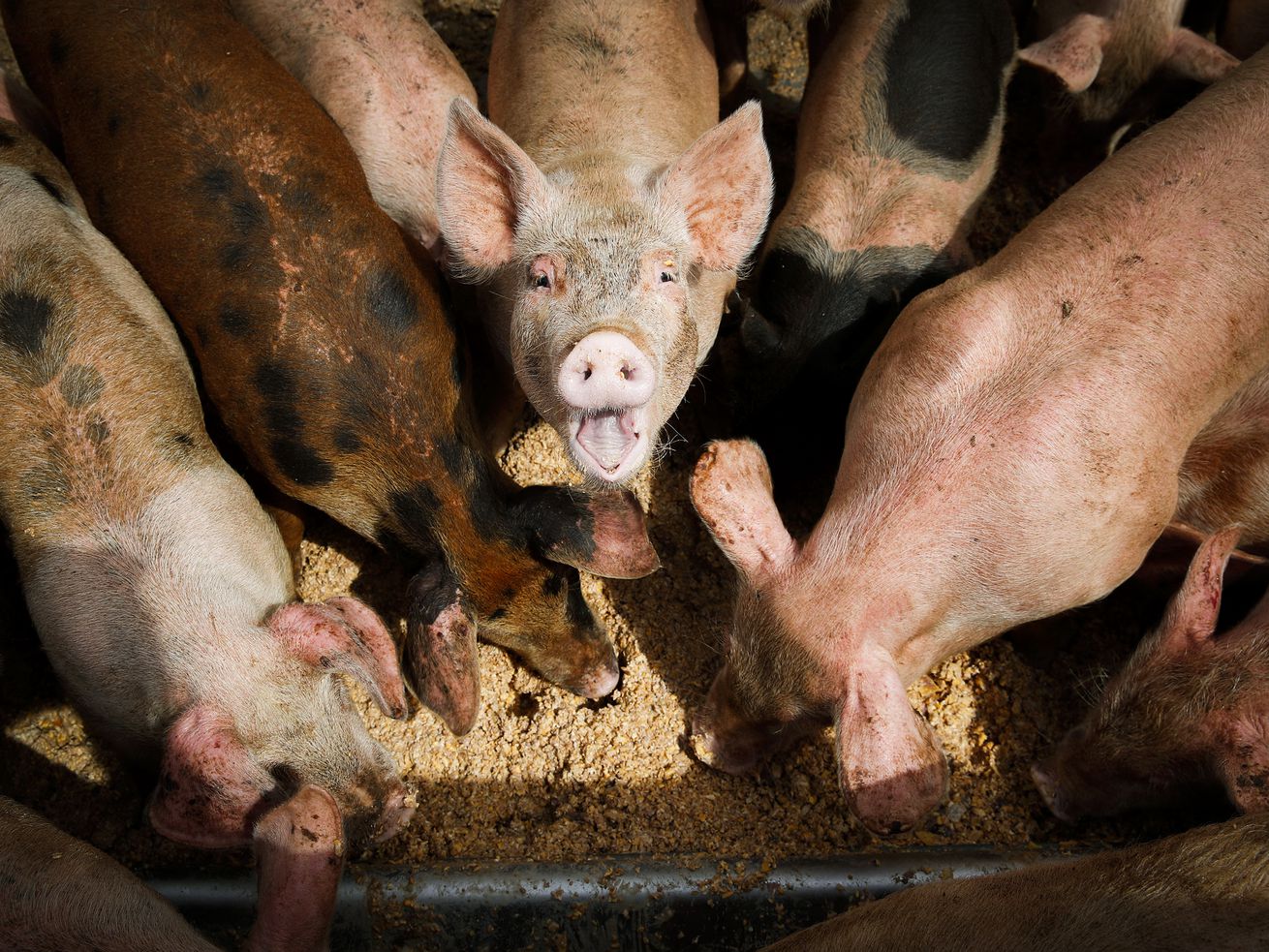 How stressed out are factory-farmed animals? AI might have the answer.