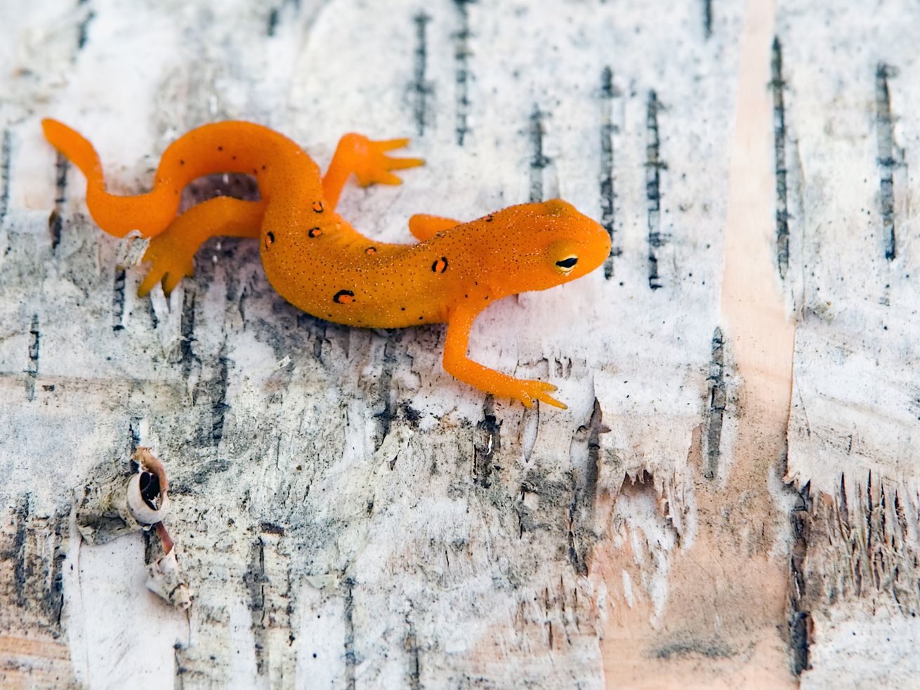 Salamanders have a secret to surviving climate change