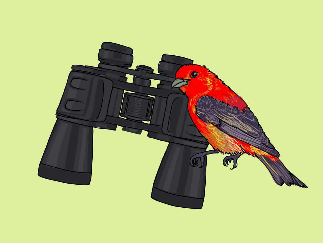 The best $280 I ever spent: Birding binoculars