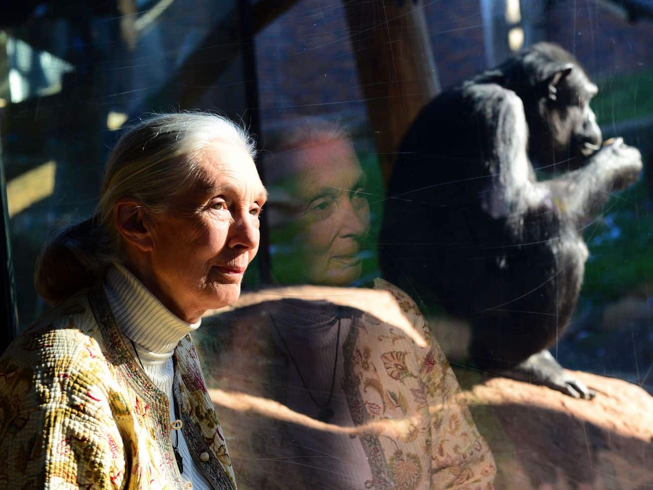 Jane Goodall reveals what studying chimpanzees teaches us about human nature