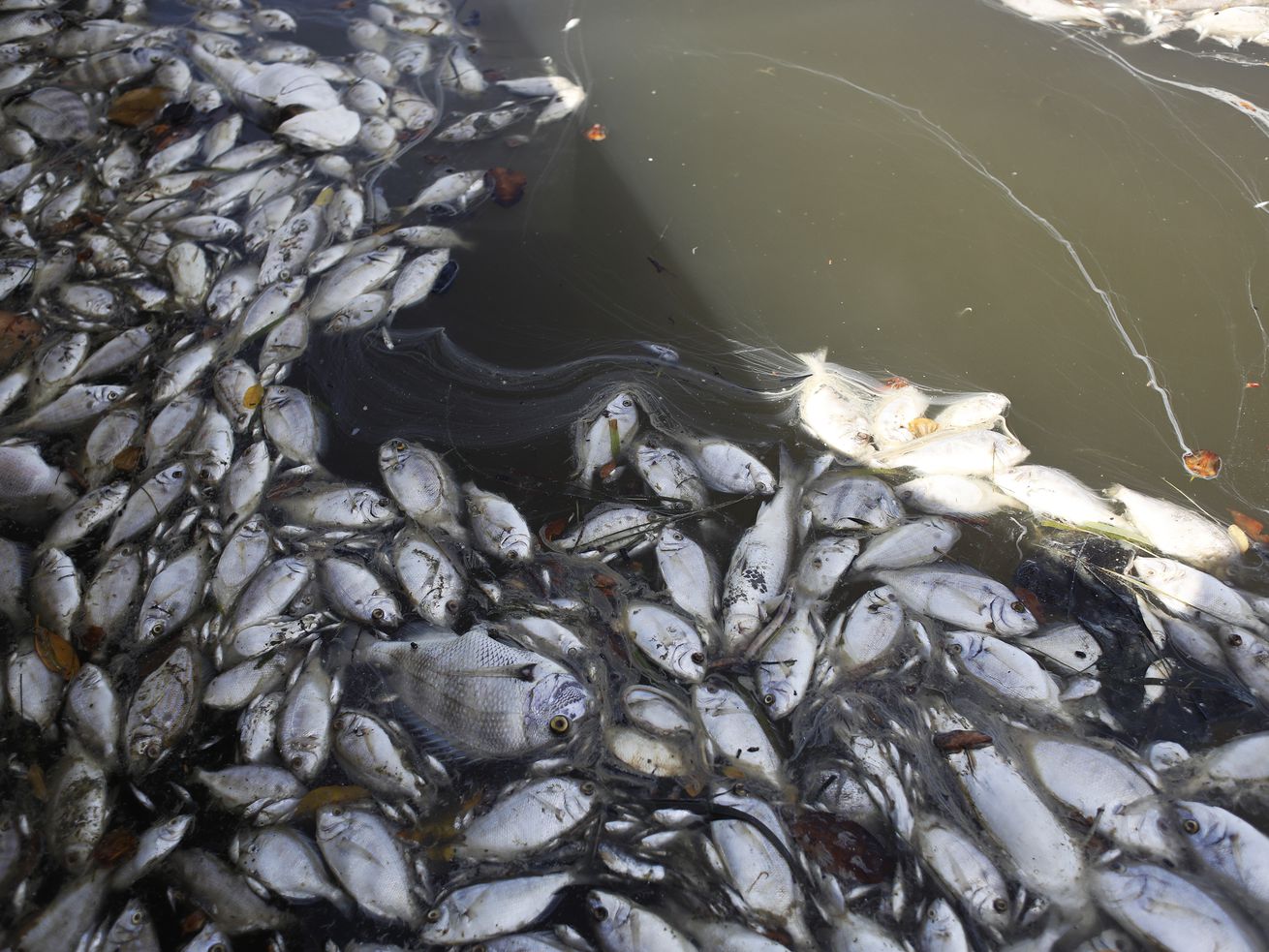 Why so many dead fish are washing up on Florida’s beaches