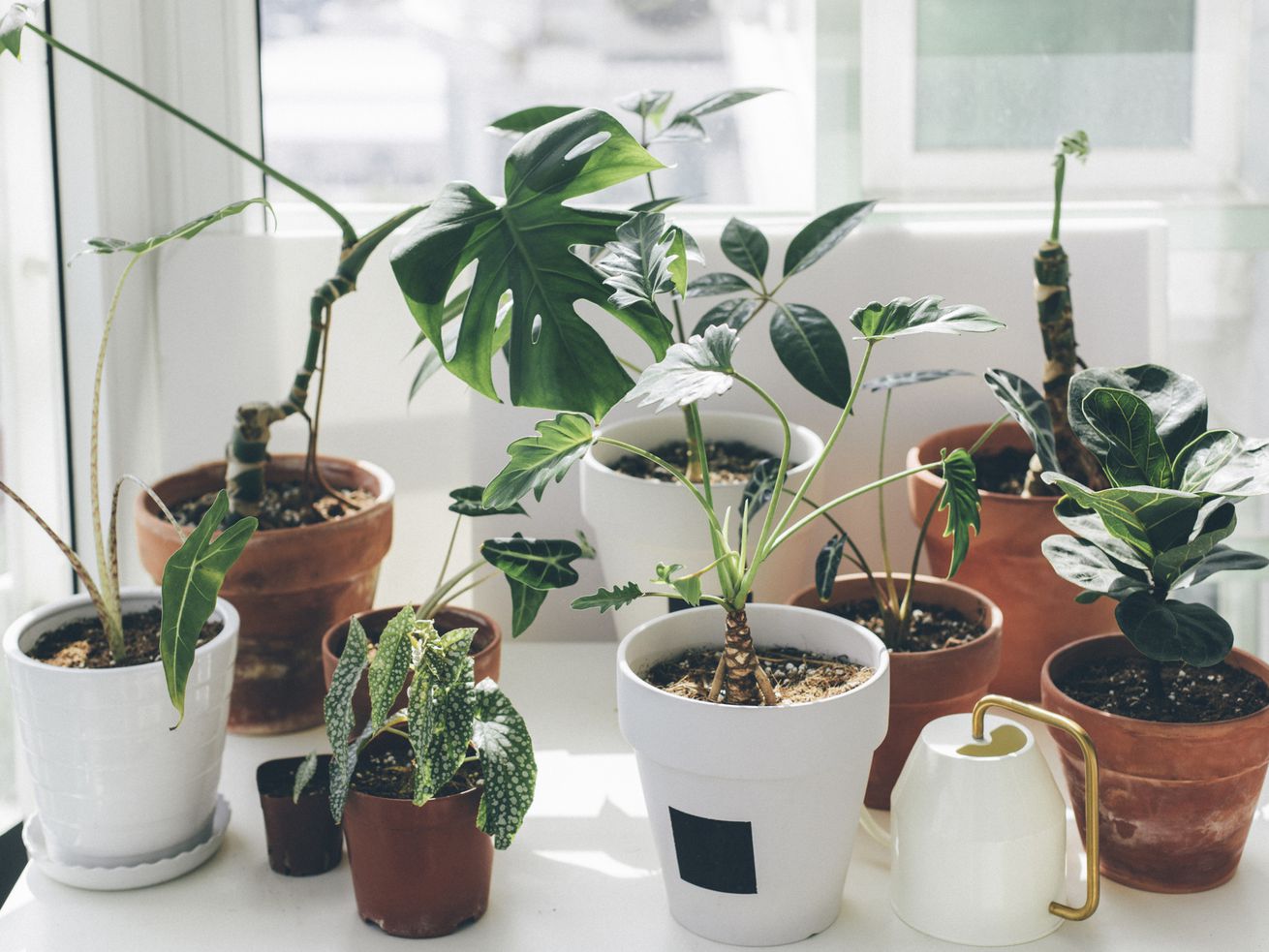 Are your houseplants actually good for the planet?
