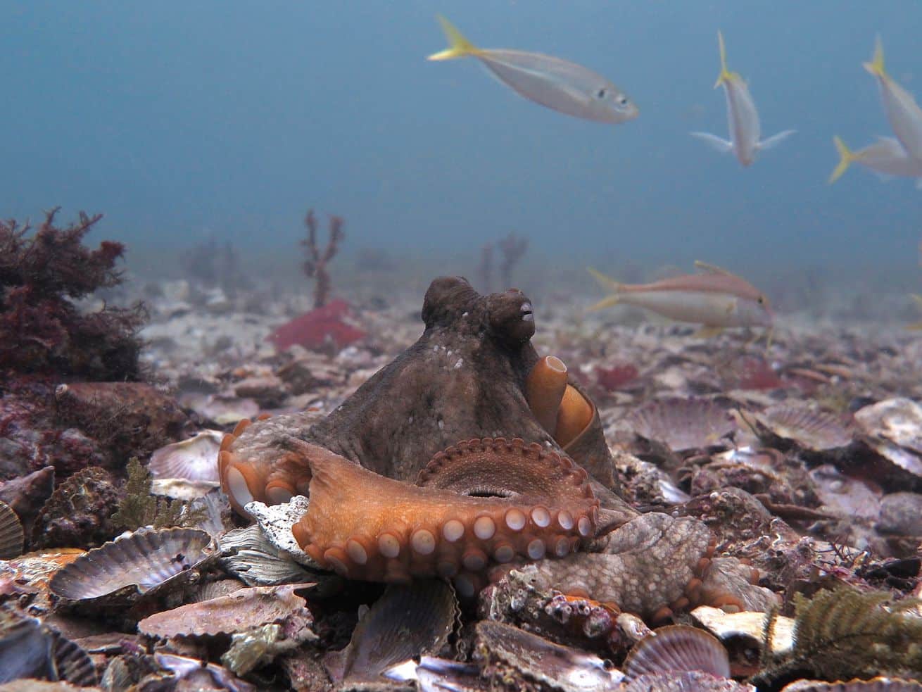 Why are these octopuses hurling shells at each other?