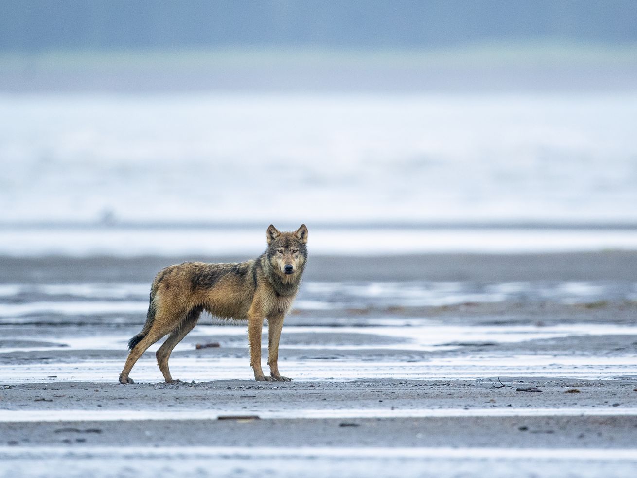 How gray wolves divided America